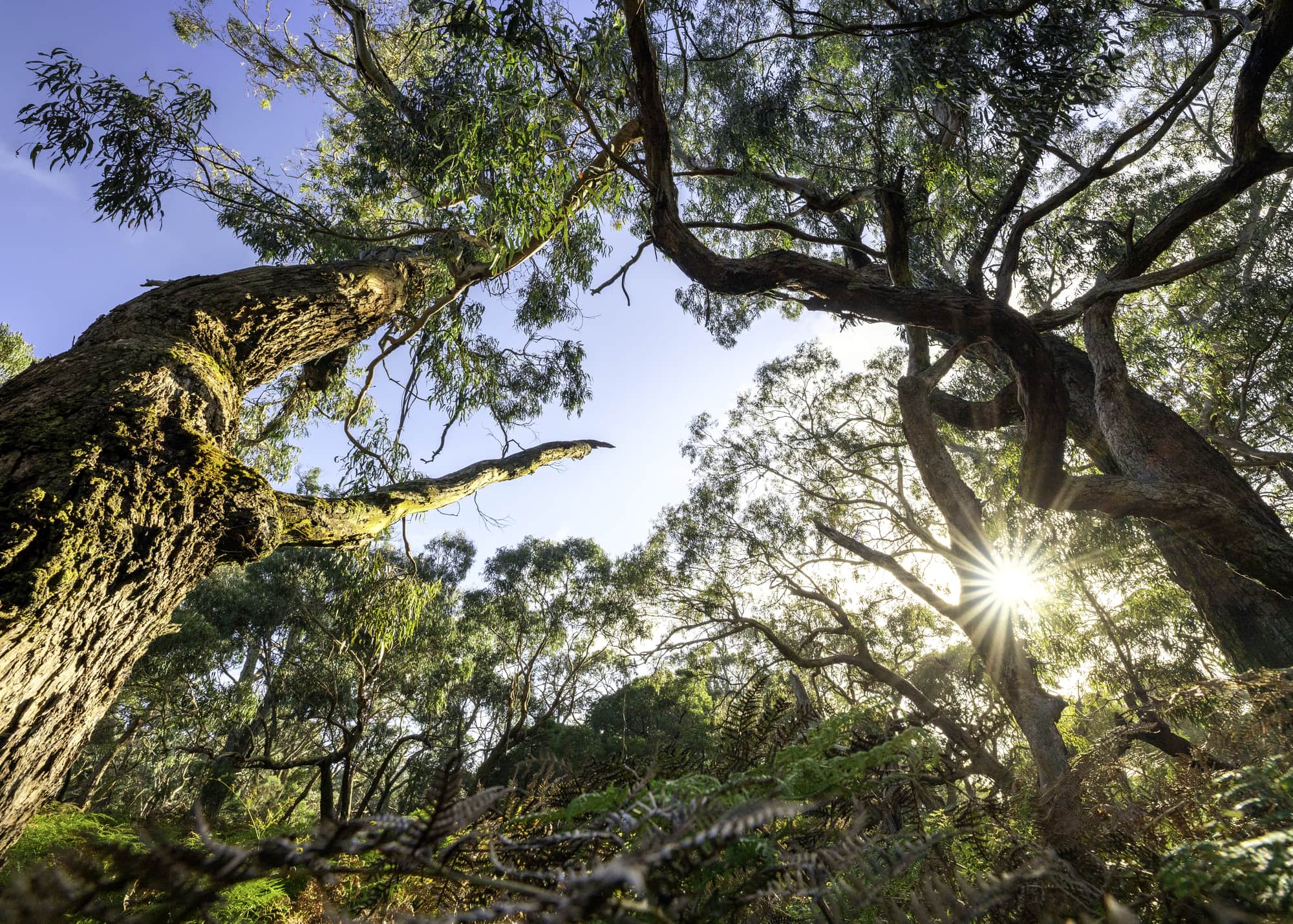 Sun bursting through the Trees of Boogoolum