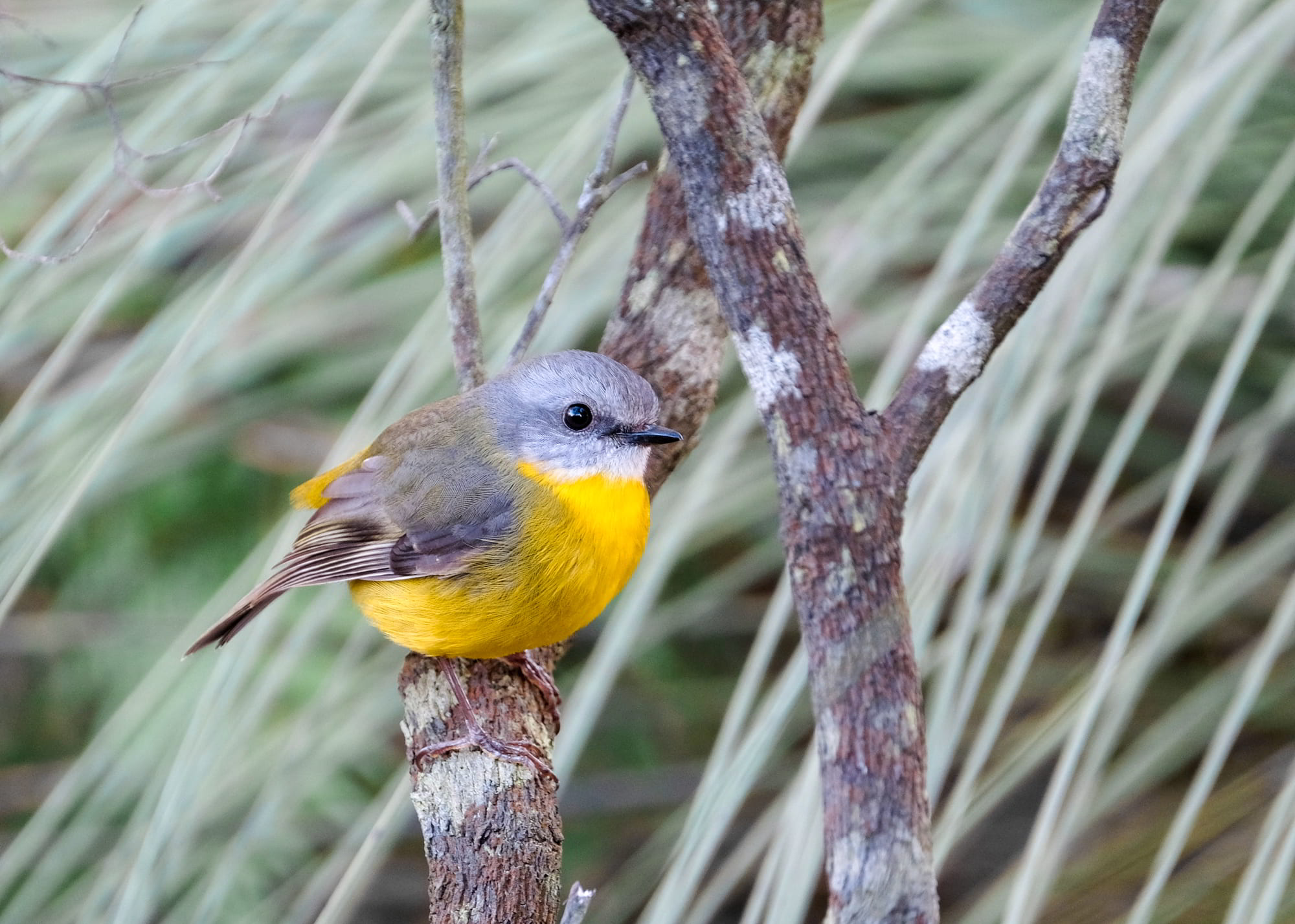 Yellow Robin