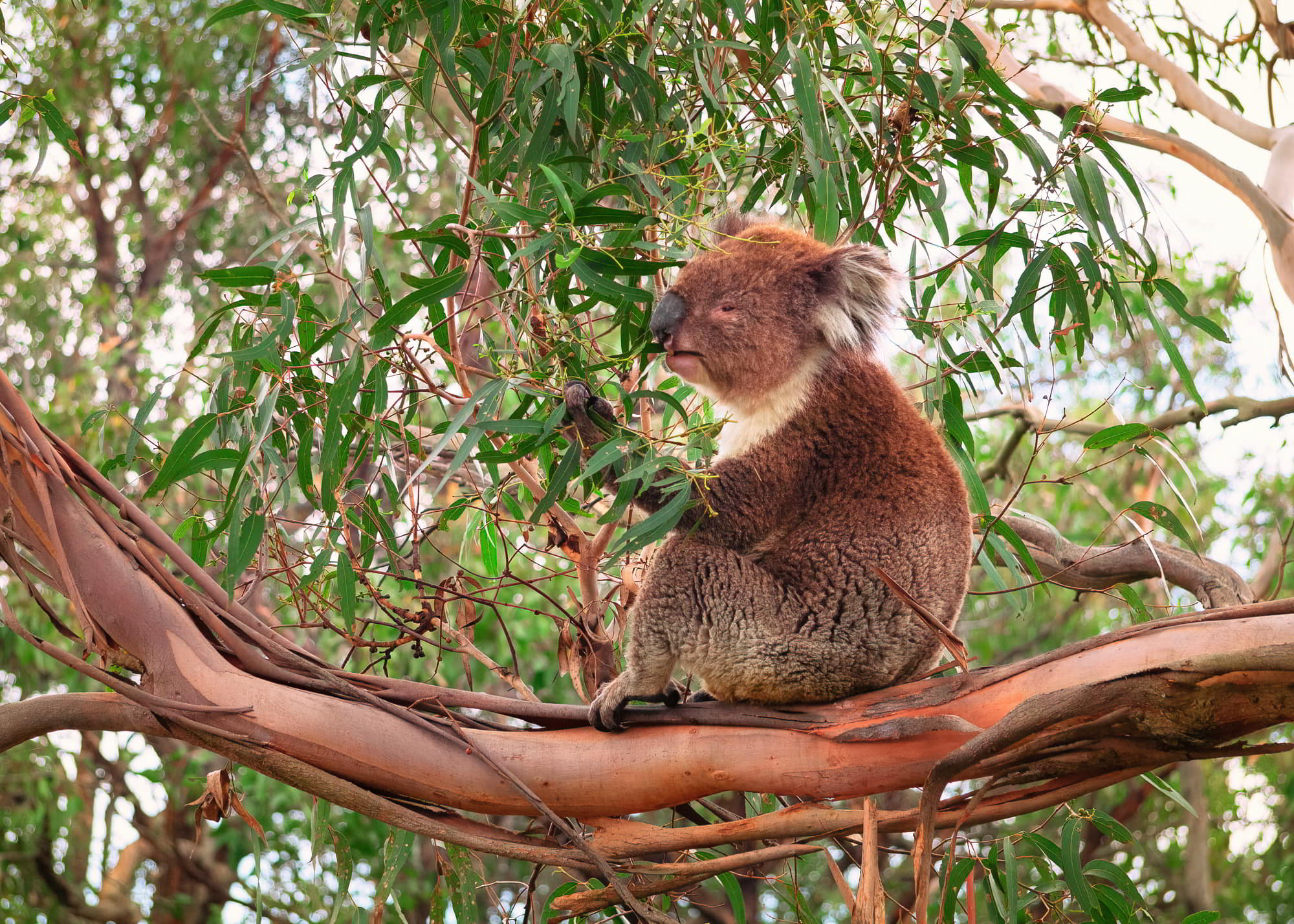 Koala