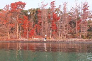 Wedding couple view from water with red trees background