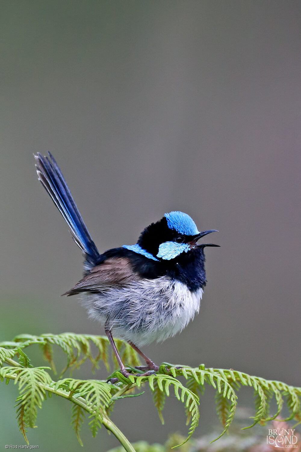 Bruny Island Tasmania Birdlife Superb Fairy wren 