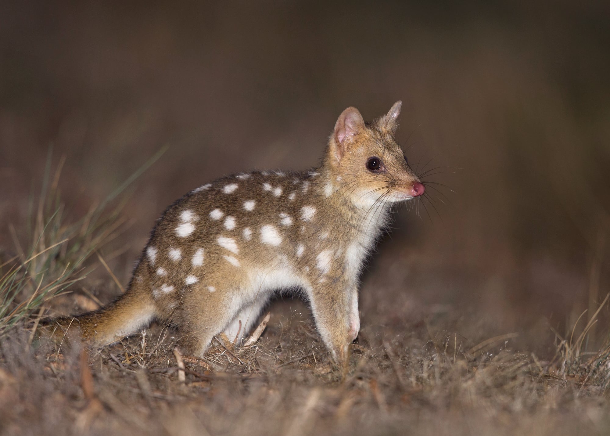 Beautiful Eastern Quoll standing prone