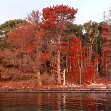 Pine tree eradication at Bruny Island Lodge