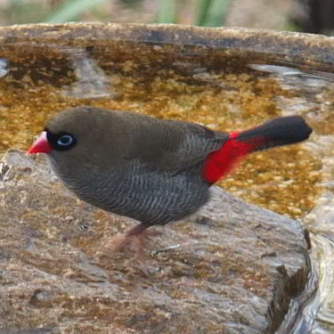 Beautiful Firetail Finch