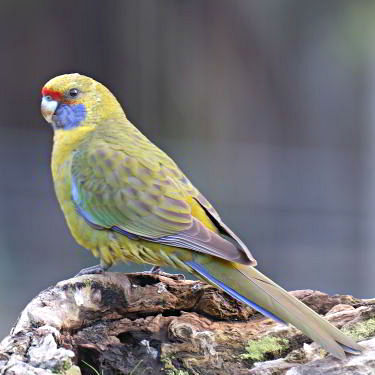 Green Rosella