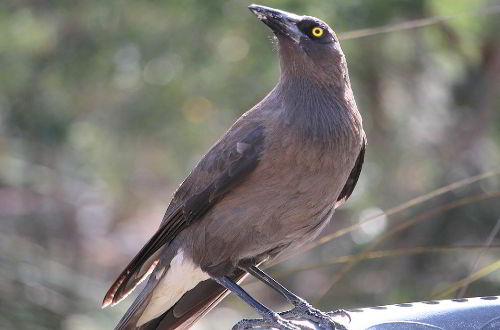 Grey currawong