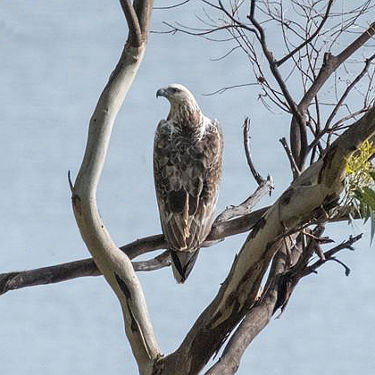 White bellied sea eagle