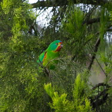 Swift Parrot