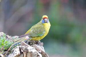 Bruny Island is home to the brightly coloured green Rosella, also known as the Tasmanian Rosella.