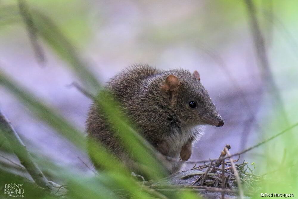 The Dusky Antechinus, a native Australian marsupial mouse