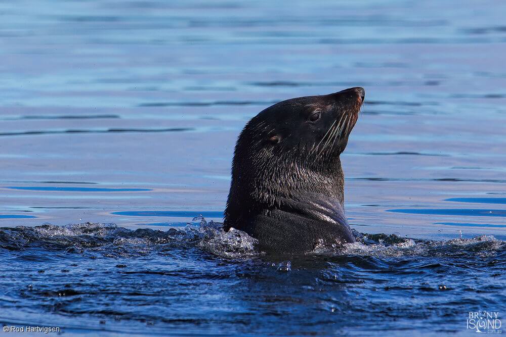 Fur seal in water