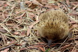 The echidna has similar colour to the leaves and twigs on the bush ground and can be hard to spot