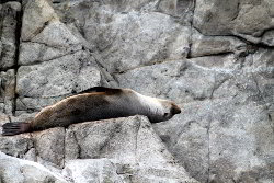 Fur seal taking a nap