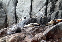 Group of fur seals relaxing on rocks