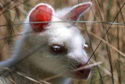 White wallabies can be found on Bruny Island