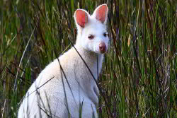 This white wallaby is an albino with white fur, pink ears, eyes and nose